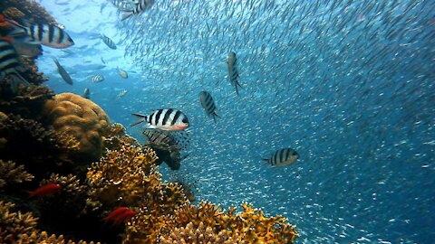 Wonderful and beautiful video of sea fish with complete tranquility and beauty of color