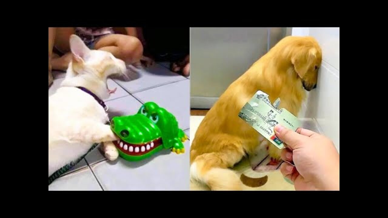 Funniest Dogs And Cats Best Of The 2021 Funny Animal Videos