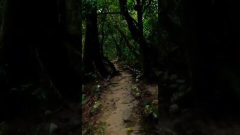 forest#trail#amazingnature#shorts