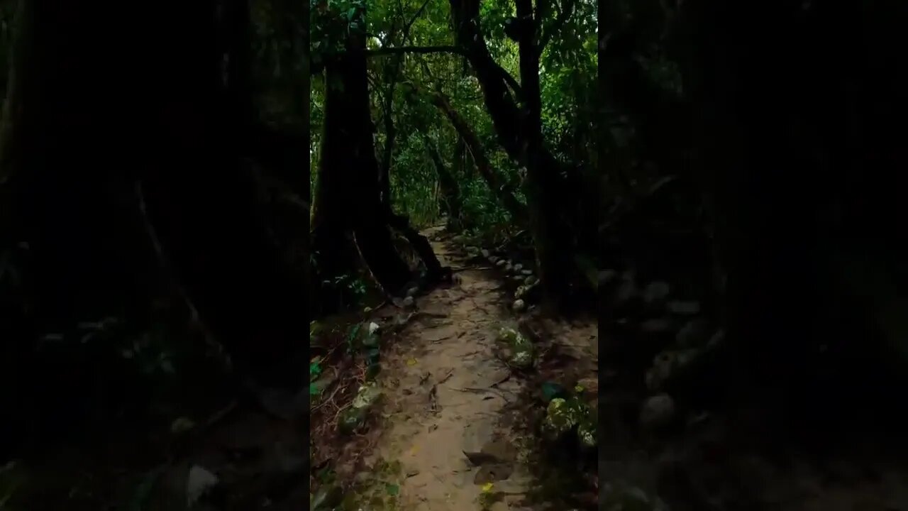 forest#trail#amazingnature#shorts