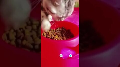 funny cat videos | cute cat videos| cute animals funny cats #shorts #shortsfunny #cutecat #funnycat