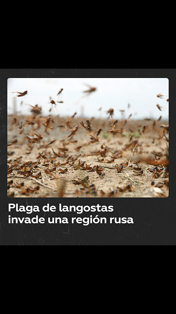 Enjambres de langostas invaden la región rusa de Astracán
