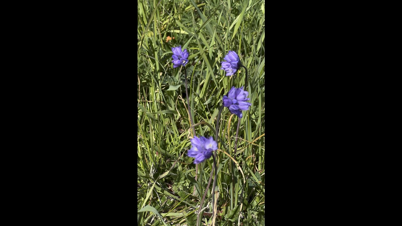 Bluebells