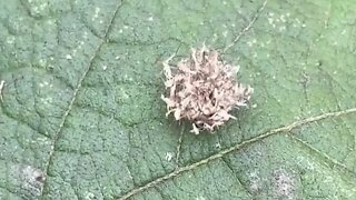 "Trash bug" carries around debris on its back