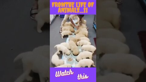 Fromthe life of animals 11 #shorts #tiktok #short #viral