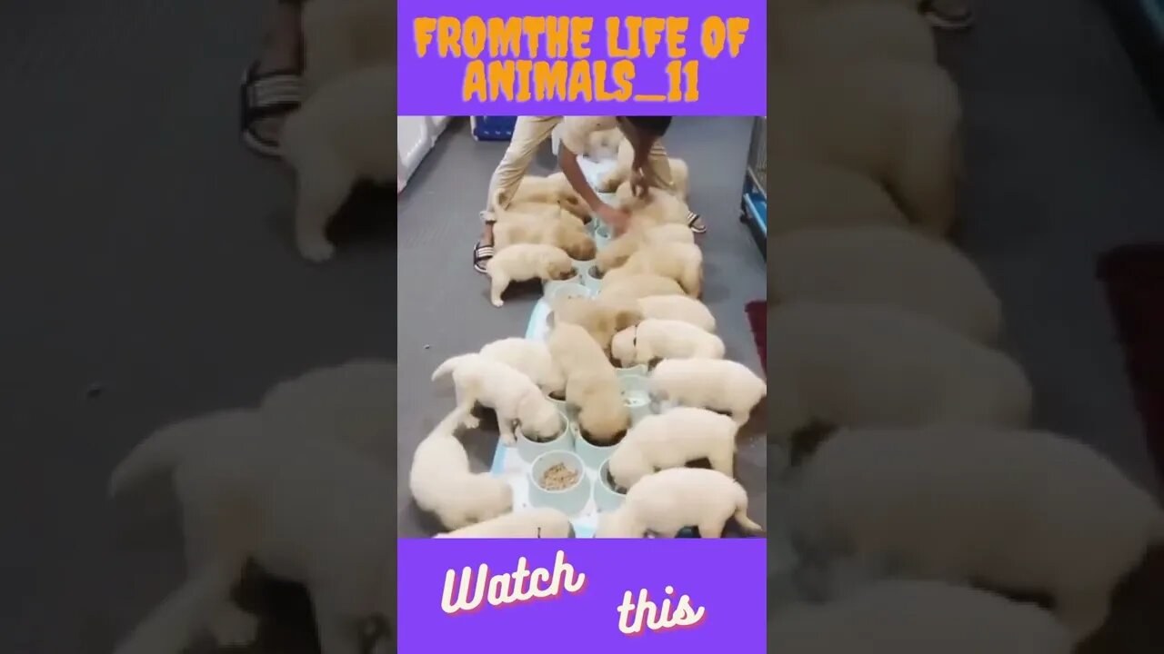 Fromthe life of animals 11 #shorts #tiktok #short #viral