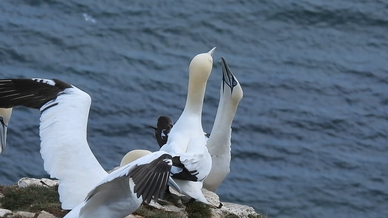 Gannet’s