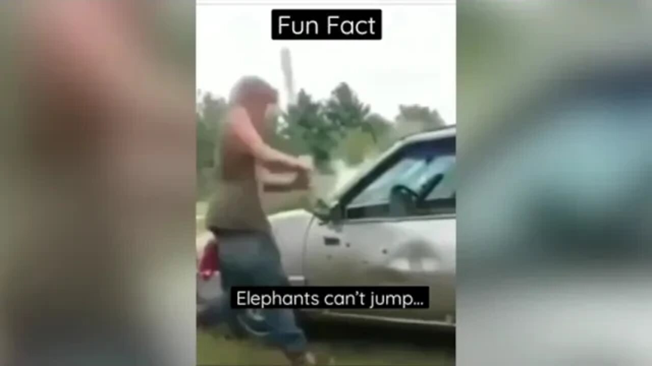 Fun Fact about elephants