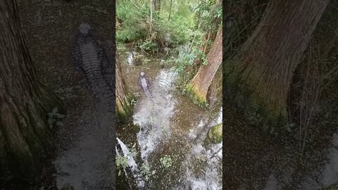PRETTIEST Gator in the Swamp