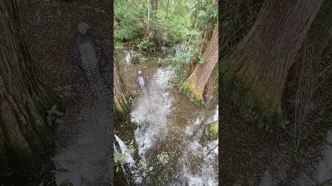 PRETTIEST Gator in the Swamp
