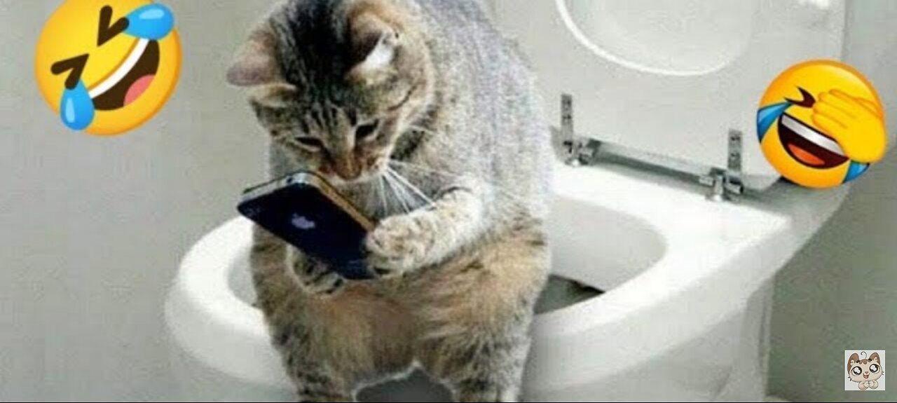 Funny animals - Funny cats / dogs - Funny animal🤣🤣🤣