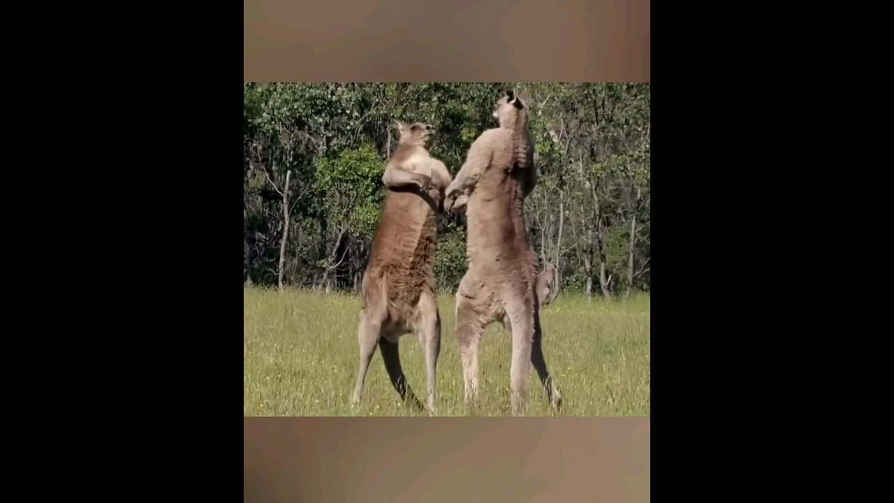 Kangaroo___The_Buff_Marsupial(1080p)_1