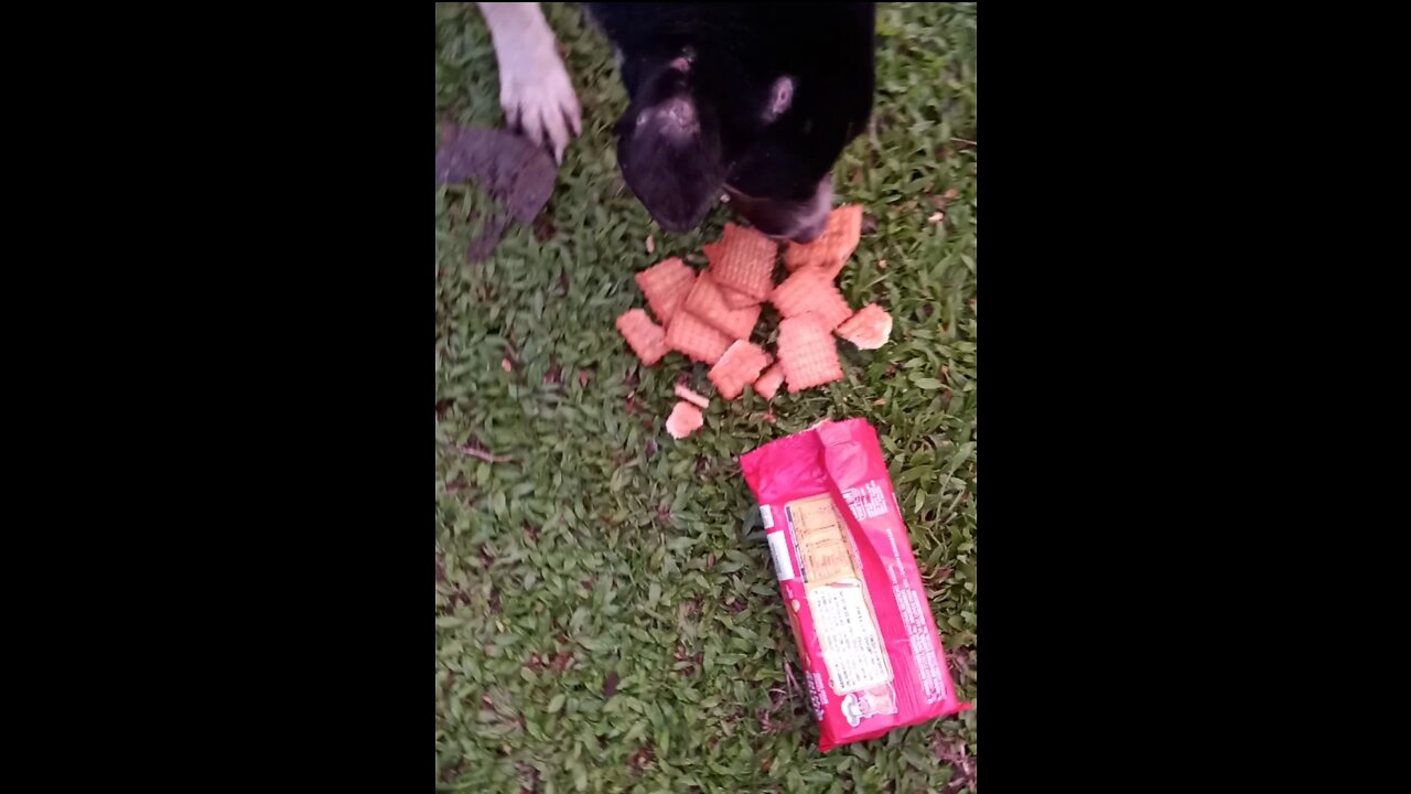 The dog found a packet of biscuit