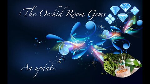 THE ORCHID ROOM GEMS 💎 an UPDATE | Wonderful additions to my collection | How are they doing?