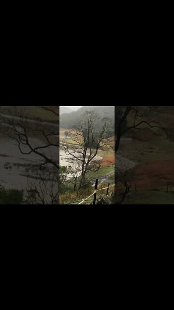 Birds free range as flood waters subside