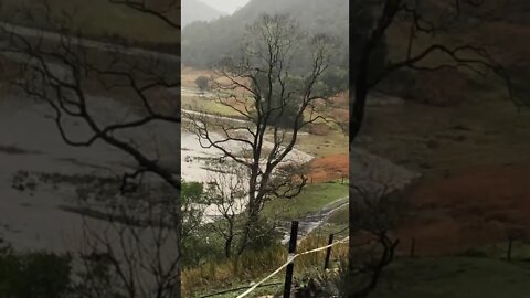 Birds free range as flood waters subside