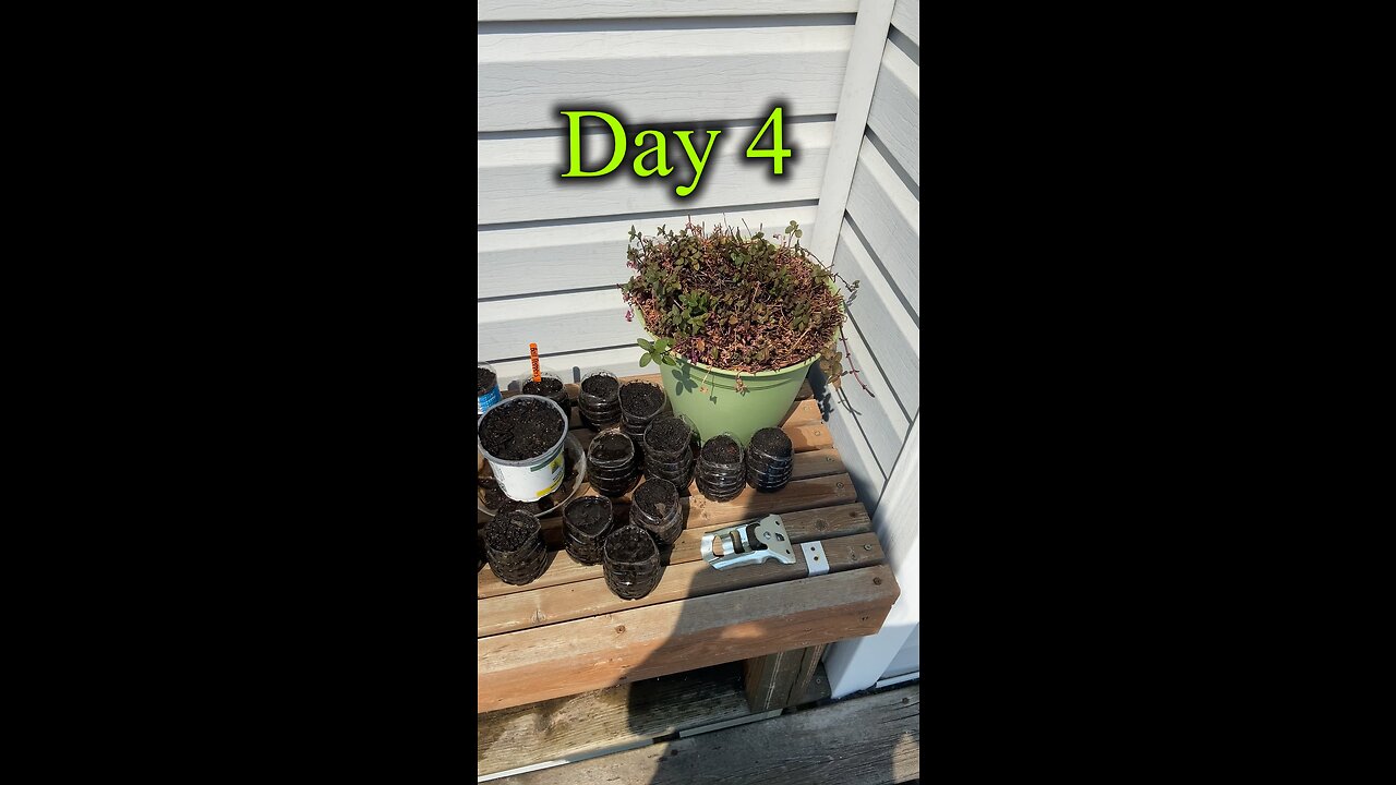 Day 4 of our deck gardening