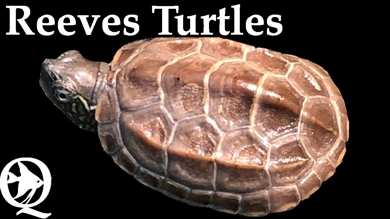 Reeves Turtle Setup