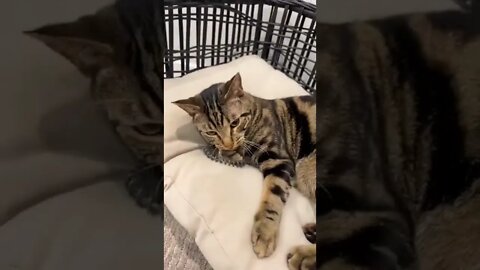 🔥Hair Ties Found🔥#shorts #viral #cat