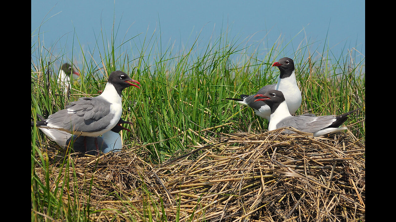 Huguenot Island Park, Laughing Gull Nesting Colony, walk in dunes.