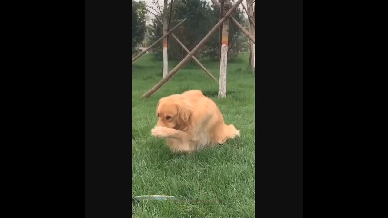 @Shorts Amazing funny and uniques pet videos @Short 4_Full-HD