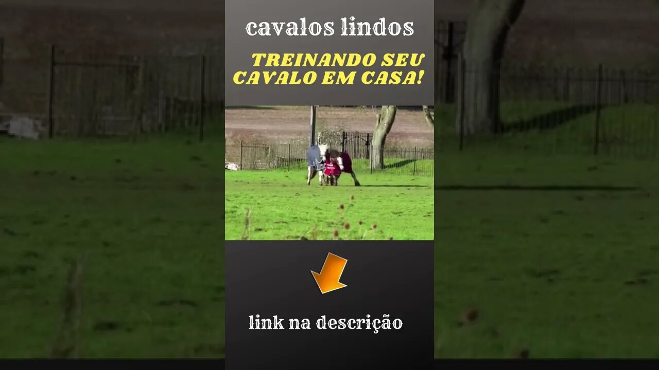 cavalos lindos TREINANDO SEU CAVALO EM CASA