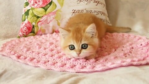 Beautiful british shorthair kitty rare color