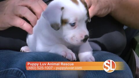 Puppy Luv explains how they help you pick the right rescue