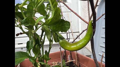 pepper plants on balcony yield