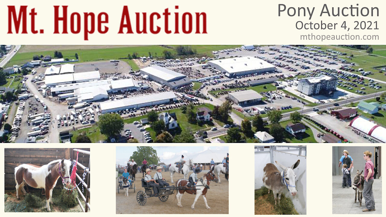 Mt. Hope Ohio Fall Pony Auction 2021