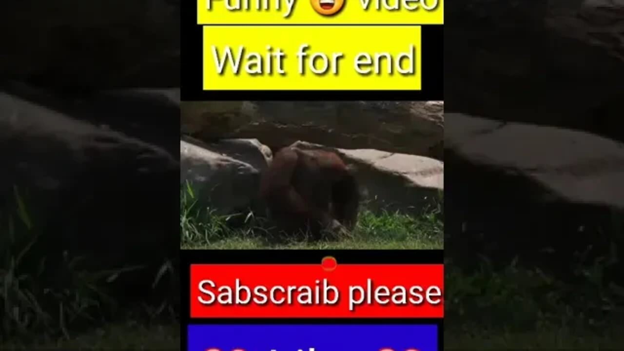 monkey funny 😂😁😁 video || YouTube shorts || #shorts #funny #trending #youtubeshort #youtube
