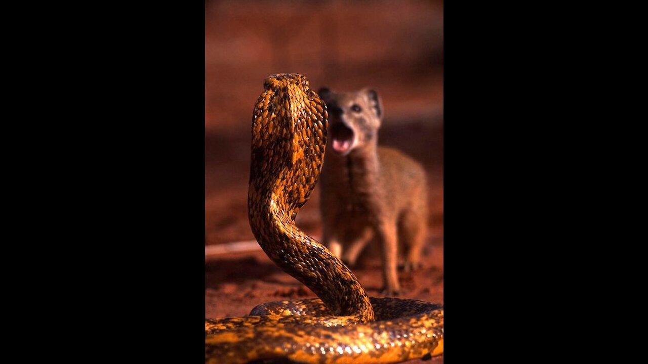 Cobra Vs. Meerkat | Wild Africa