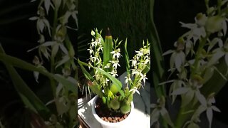 Prosthechea cochleata var. lancifolia #orchidsinbloom #ninjaorchids #fragrantorchids #eyecandy 😍👌🏼