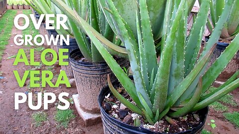 Overgrown Aloe vera Pups