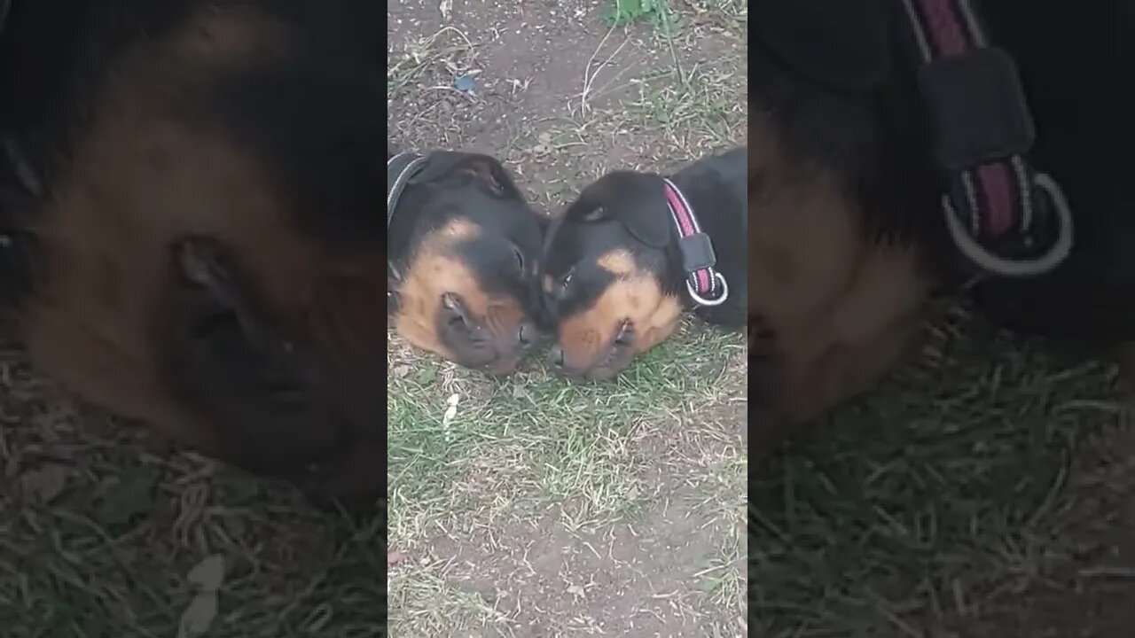 Rottweilers-Eddie and Faye sleeping together.
