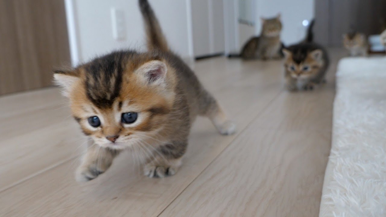 Kitten enjoy playing in new home after being abandoned by mama cat 😢