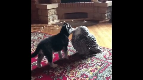 Cat & Owl