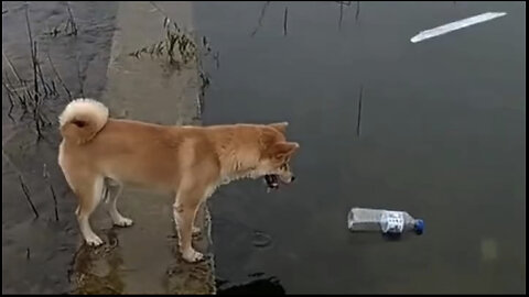 Amazing dogs 🐶 trending video