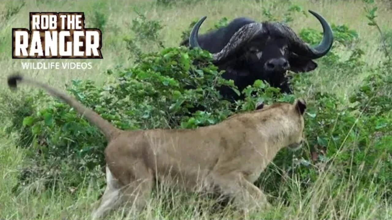 Incredible Scene | Lionesses Take On An African Buffalo Herd!!! (Introduced By Sheldon Zam)