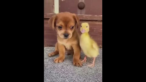 1 Hour Hilarious Animals || Funny Cats and Dog
