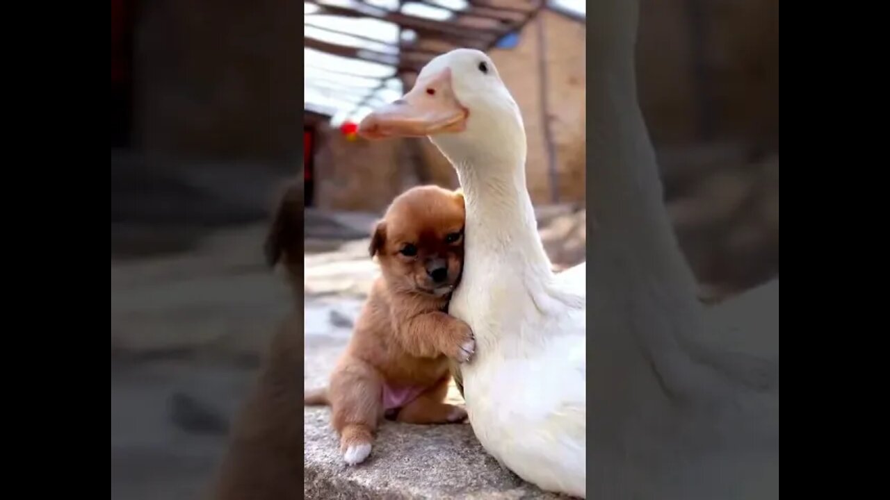 Mother duck keeps her dog warm