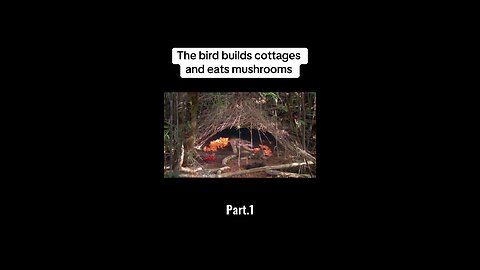 The bird builds cottages and eats mushrooms