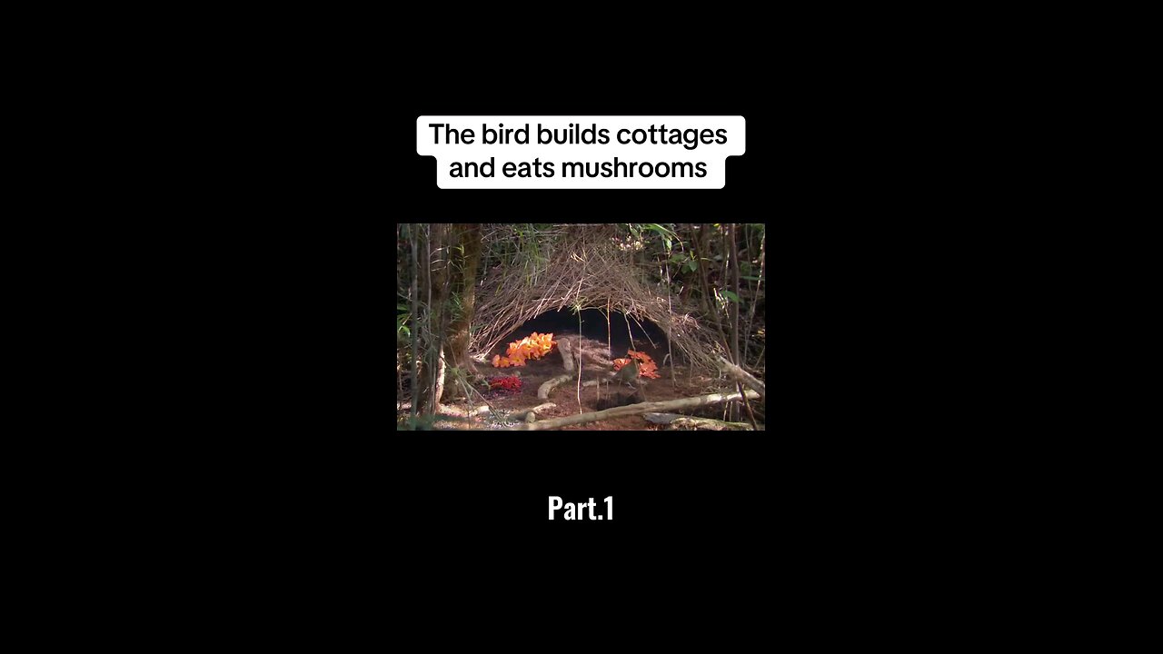 The bird builds cottages and eats mushrooms