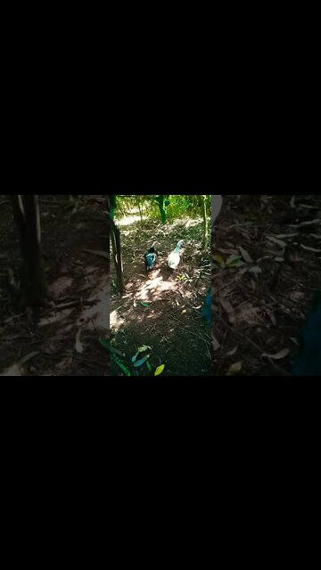 Muscovy Ducks