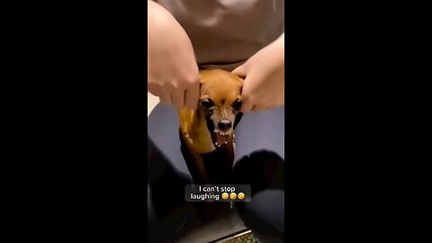 Funny animal videos 😂