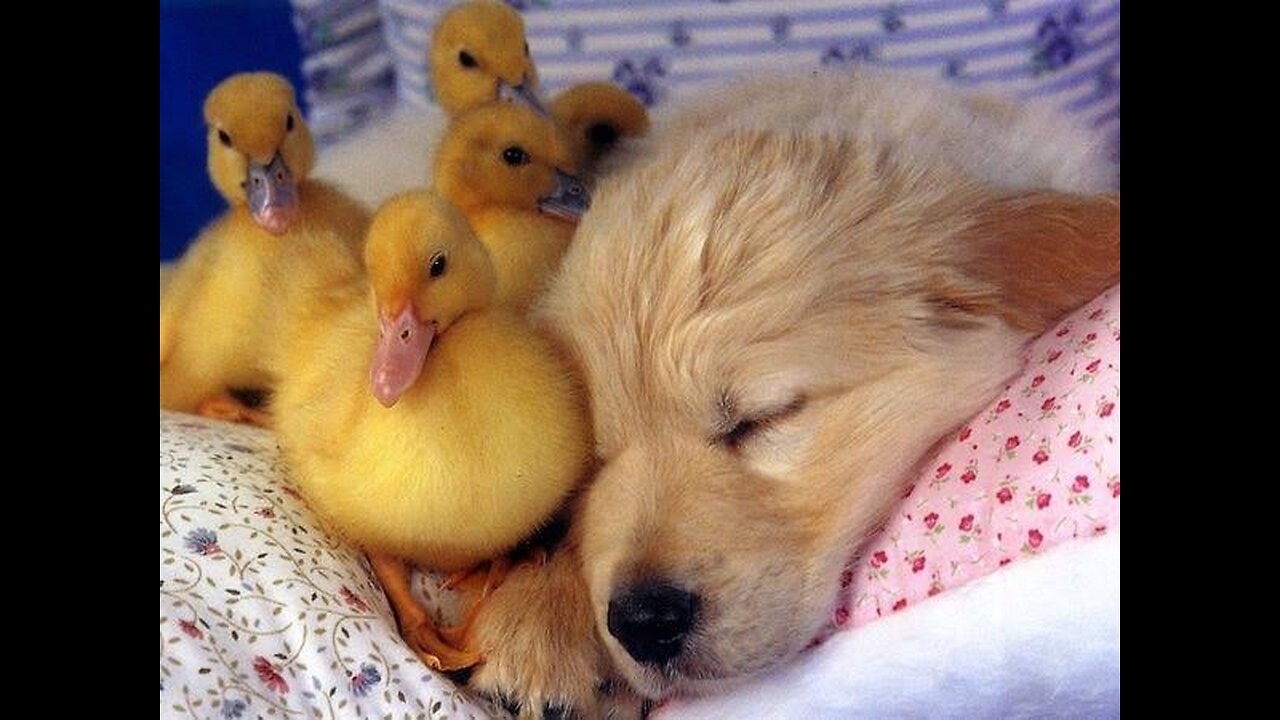 Watch how cute puppy play with ducklings