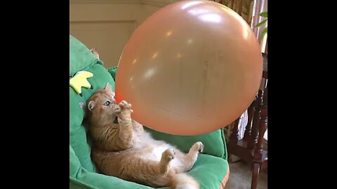 Cat Boom,Scared me! #exlittlebeans #funny_cats #cat #funny_videos
