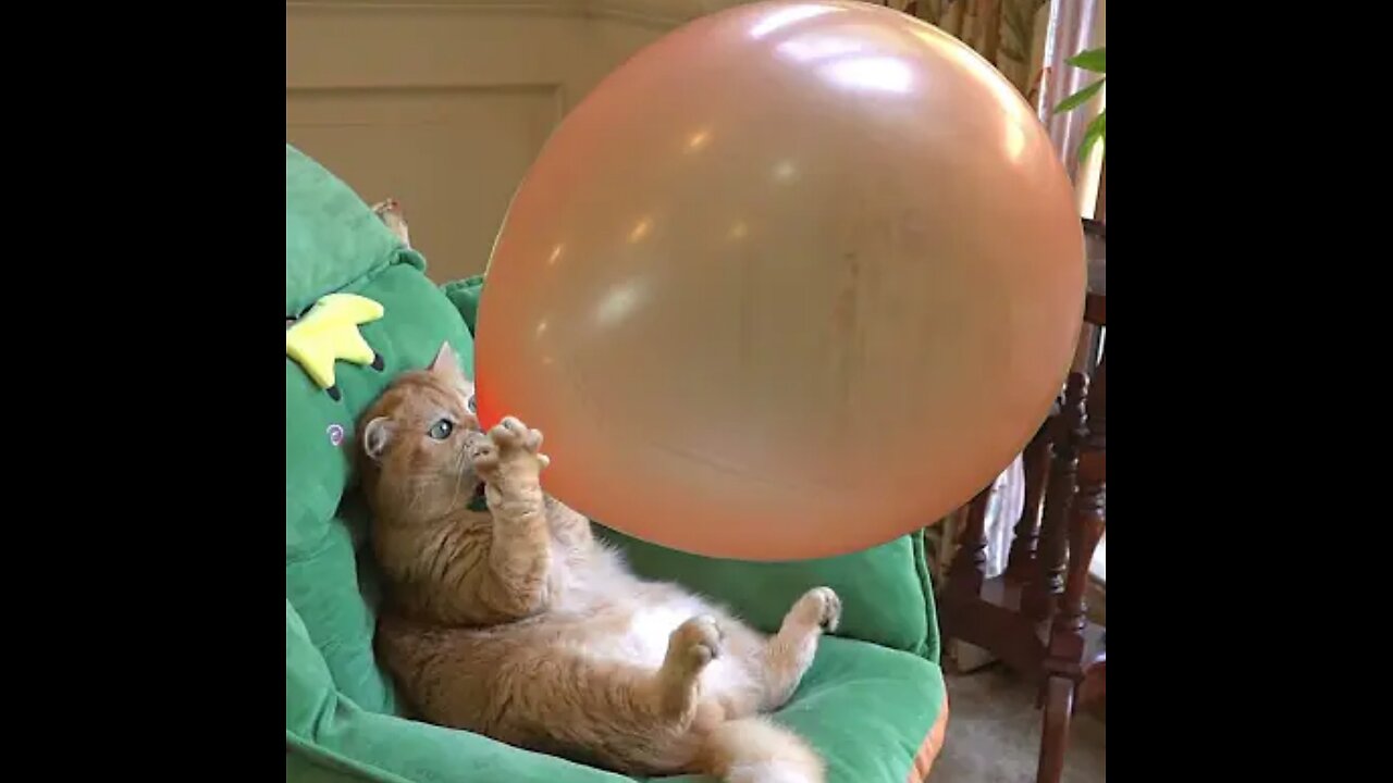 Cat Boom,Scared me! #exlittlebeans #funny_cats #cat #funny_videos