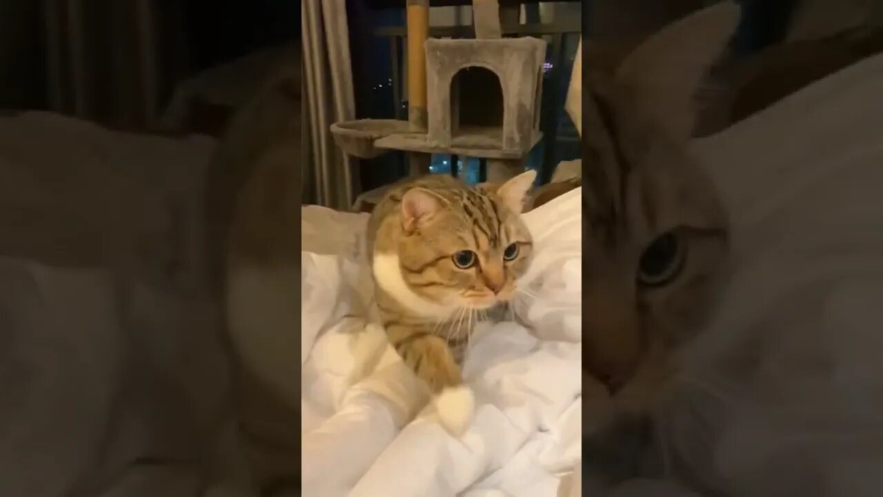 Baby Cats - Cute and Funny Cat Videos Compilation aww animalsbaby dogsbaby