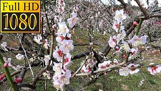 First Spring Flowers in Japan!